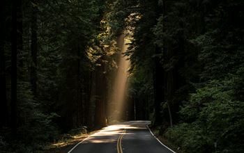 Bando - Integrare il cambiamento climatico, la biodiversità e la necessità di prodotti forestali nella gestione forestale